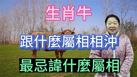 牛羊相沖化解|屬相相沖的化解方法